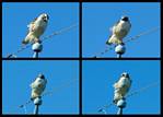 (07) red-tailed hawk montage.jpg    (1000x720)    239 KB                              click to see enlarged picture